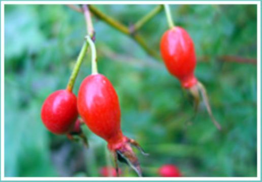 Rose Hip Anthocyanin